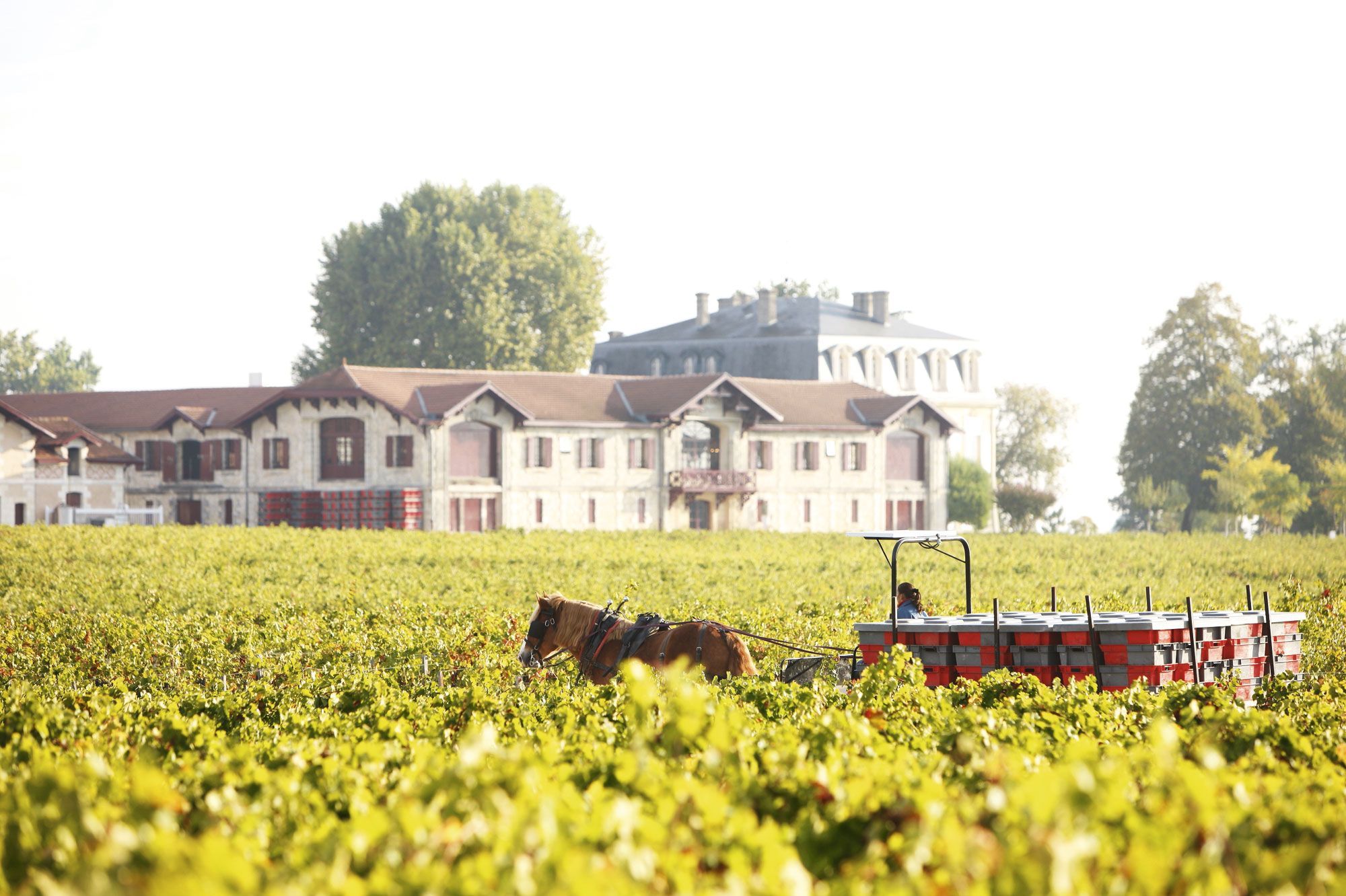 Les chevaux au travail au Château Pontet-Canet